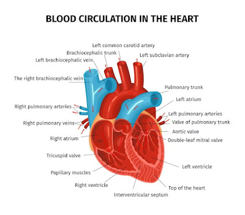 heart-structure