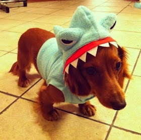 Cute dogs - part 9 (50 pics), cute little dog wears shark costume