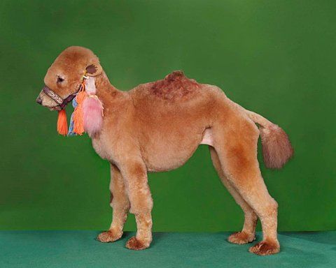 Camel Dog Haircut
