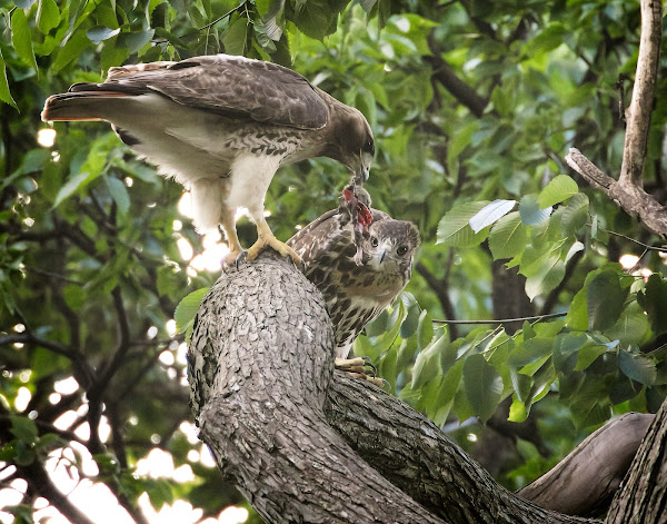 Fledgling #1 watches mom eat a rat