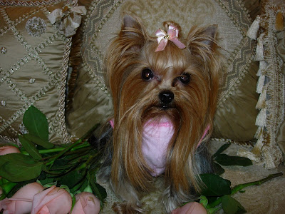 Yorkshire Terrier