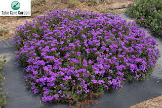 Verbena Hybrida: A Guide to Growing and Caring for this Plant