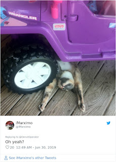 Este hombre provocó una batalla entre otros dueños de gatos después de decir que su gato era más lindo que el de cualquier otra persona