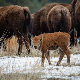 In My Own Words Baby Tatanka: A baby bison calf in Custer State Park by Dakota Visions Photography, LLC www.dakotavisions.com