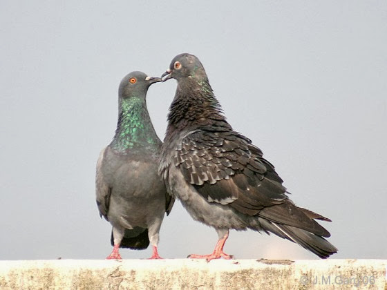 Sweet & Beautiful Love Pigeons HD Wallpaper Dowload