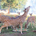 Kementerian ESDM Apresiasi Penangkaran Rusa di Mini Zoo Kundur Park Milik PT Timah Tbk