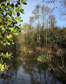 The pond in Pond Wood, Hawkwood Estate.  28 November 2015.