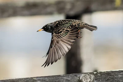 Starling Going Into Flight - Under the Wooden Bridge / Woodbridge Island