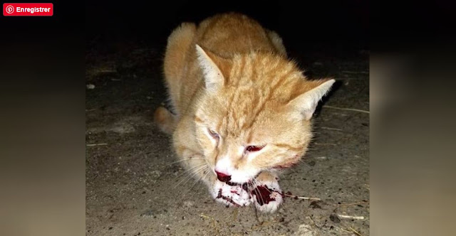 Cat Hit By Car And Left To Die