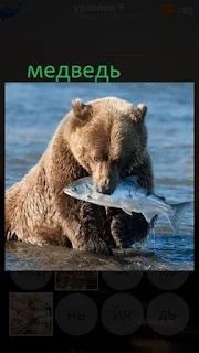 389 фото медведь выходит из воды с пойманной рыбой 9 уровень