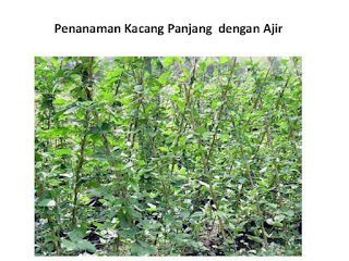 http://tipspetani.blogspot.com/2015/07/cara-menanam-kacang-panjang.html