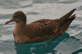 Sooty shearwater