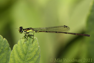 green damselfly