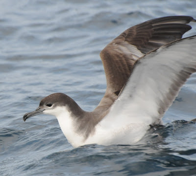 Buller's Shearwater (Puffinus bulleri)