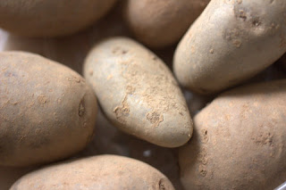 Shetland Black (second early) seed potatoes