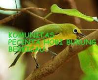 tips dan trik agar burung pleci cepat gacor buka paruh