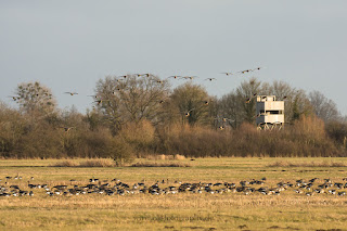 Wildlifefotografie Blässgänse Olaf Kerber