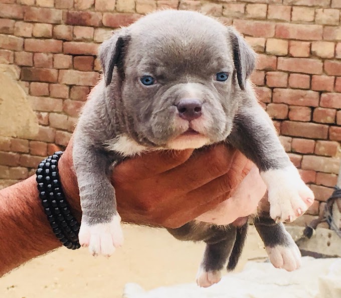 American Bully Puppy in Jalandhar and Chandigarh