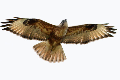 "Soaring Long-legged Buzzard (Buteo rufinus) has big wings and a unique feathered pattern on its underbelly. The bird's coloration is rufous-brown, and it has lengthy legs. The background is a wide sky, suggesting its flying habitat."