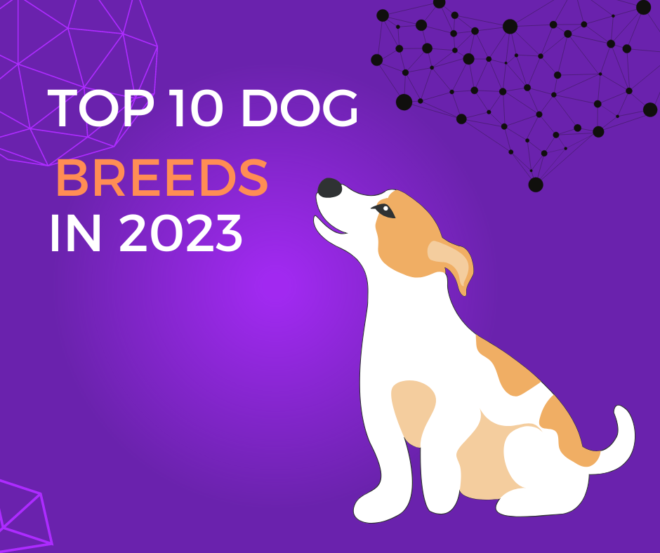 Top 10  Japanese Dog Breeds in 2023