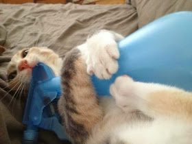Funny cats - part 80 (40 pics + 10 gifs), cat vs bottle spray