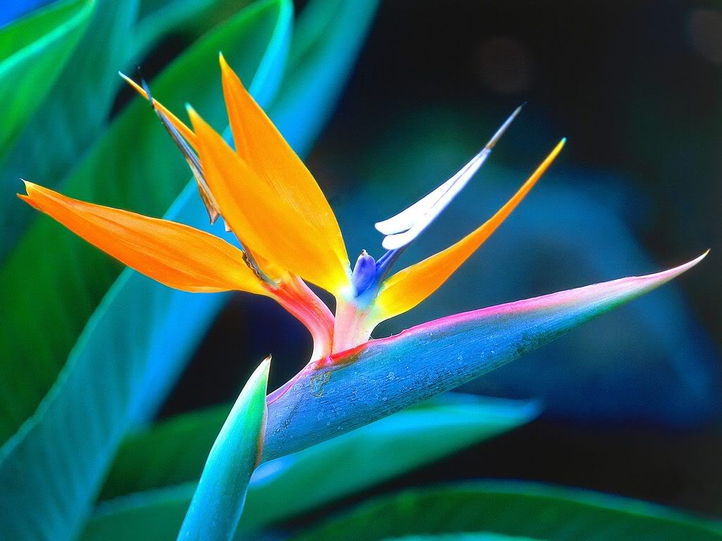 types of flowers rare Bird Paradise Flower | 1024 x 768