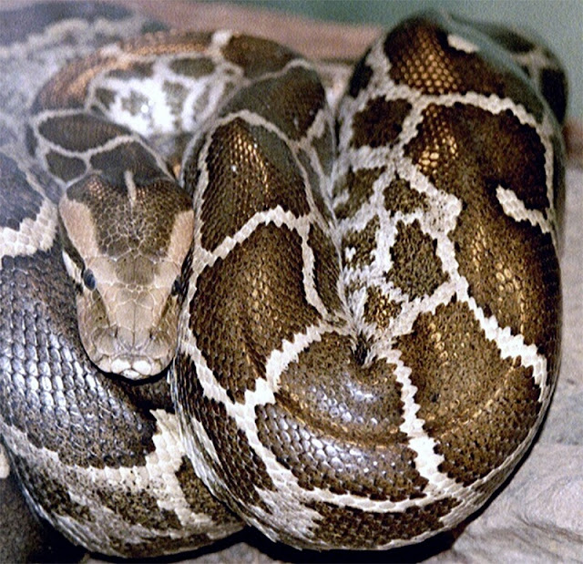 A python was found dead with swollen stomach. What they found inside was a surprise