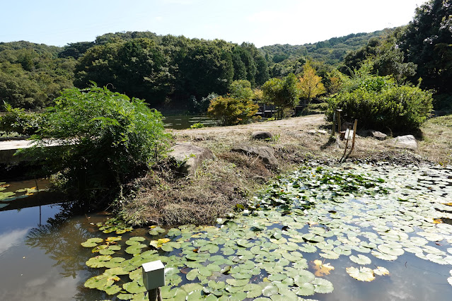 島根県出雲市大津町　荒神谷 史跡公園　西谷池