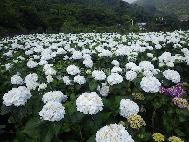 Yangmingshan Zhuzihu hydrangea