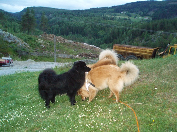 lappiser 008