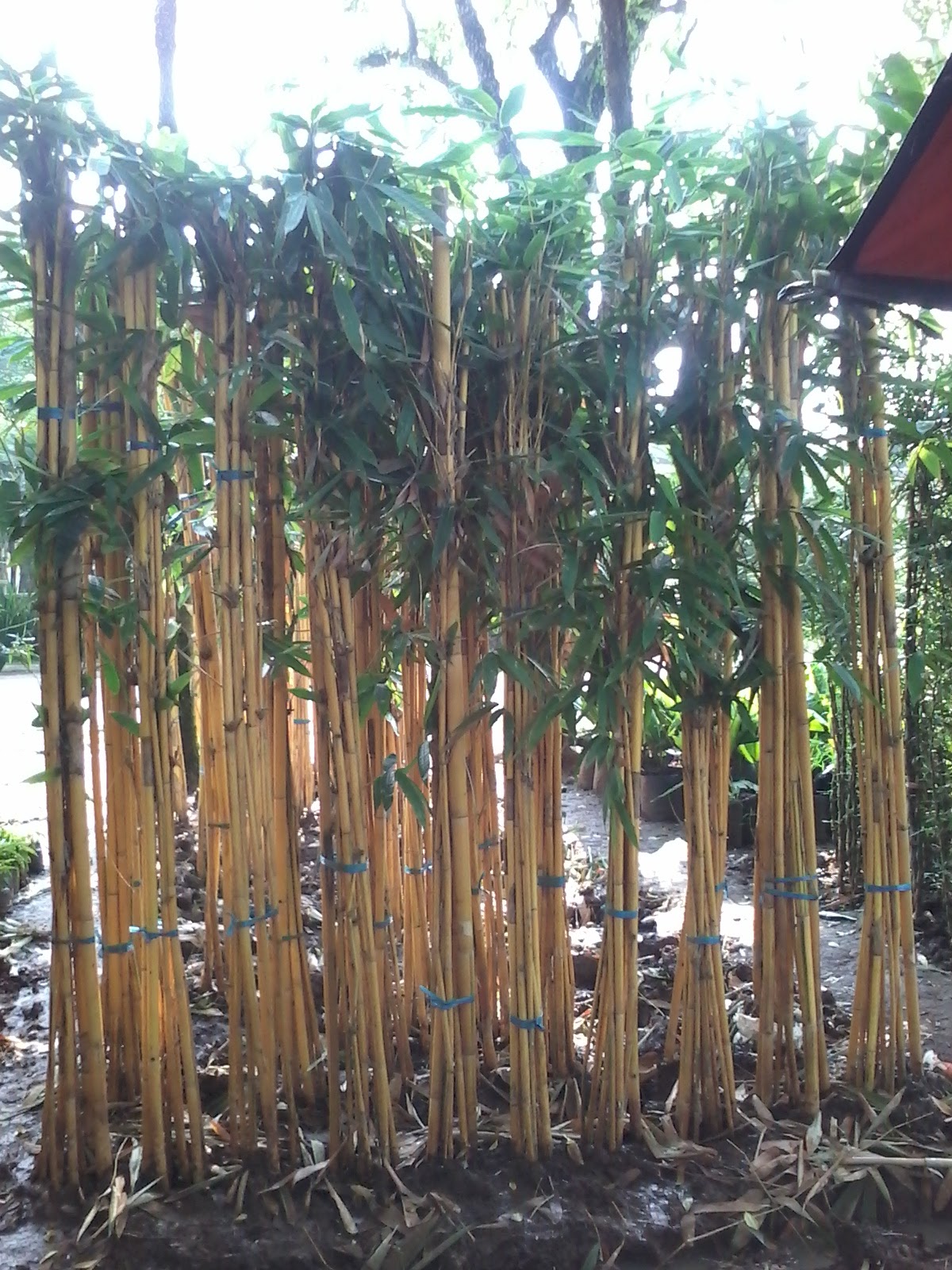 taman murah123 jual bambu  jepang  jual pohon bambu  