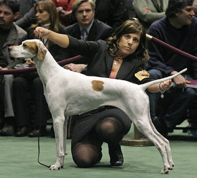 Westminster Kennel Club Dog Show