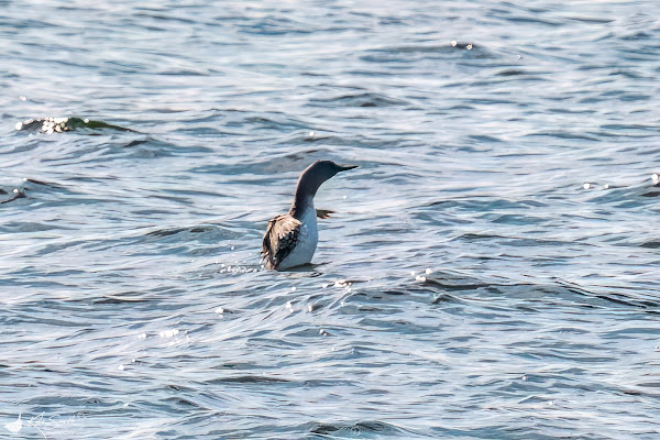 Red-throated diver