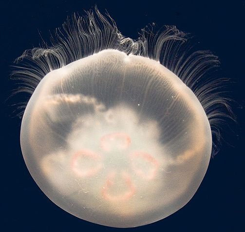 Filum Cnidaria  Coelenterata  Pengertian Ciri ciri 