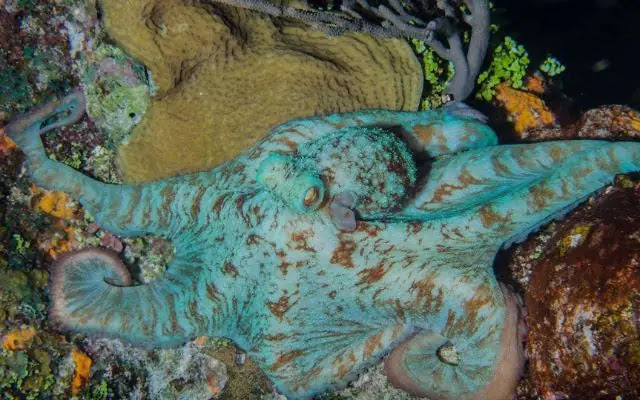 Top 10 Cutest Octopus Species