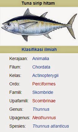  Ya siapa yang tidak kenal dengan ikan yang satu ini Begini Mengenal Jenis Ikan Tuna