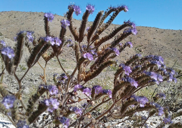 Scorpionweed or Notch-leaved Phacelia