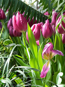 Purple tulips at the Allan Gardens Conservatory 2018 Spring Flower Show by garden muses-not another Toronto gardening blog