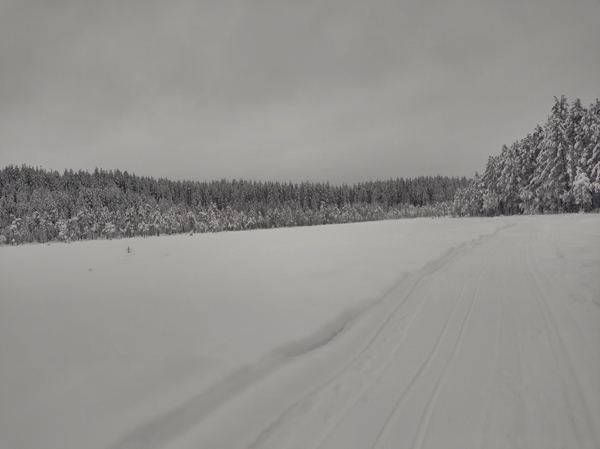 border collie skitur Igletjern