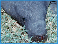 Manatee Trichechus inunguis pictures