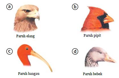 Bentuk Paruh  dan Bentuk Kaki Burung atau Unggas Beserta 