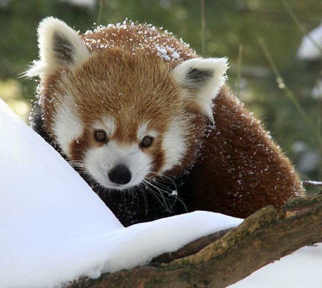 Red Panda - Panda Rojo