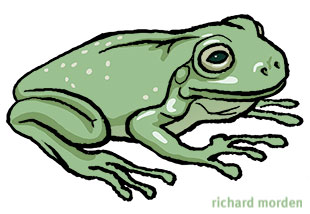 illustration of a frog