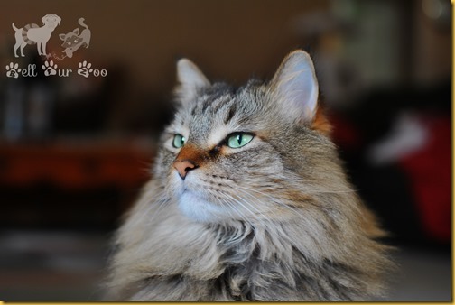 Matilda Flashy Friday February 2nd (Copyright Bell Fur Zoo)