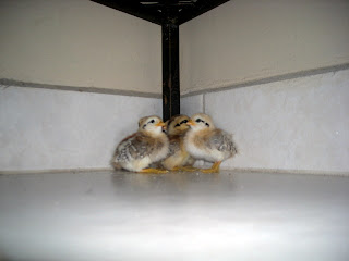 bantam chicks, La Ceiba, Honduras