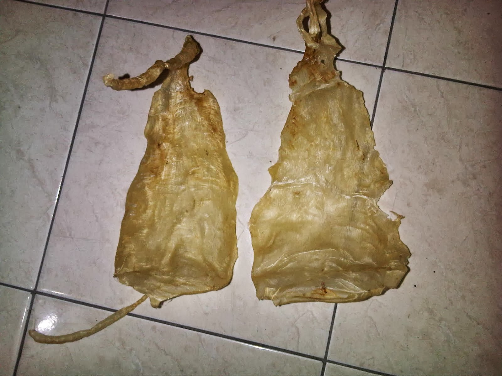 Gambar Ikan Bawal hitam Dunia Binatang Gambar Ikan Bawal hitam Dunia Binatang