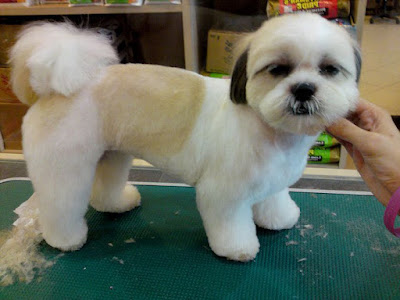 Tosa bebe para shih tzu masculino