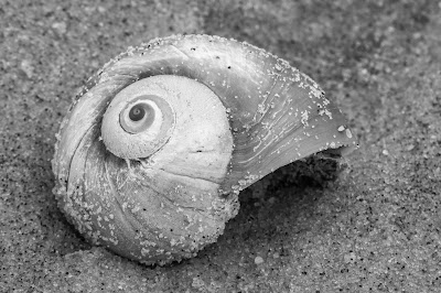 Shark Eye, Monomoy National Wildlife Refuge