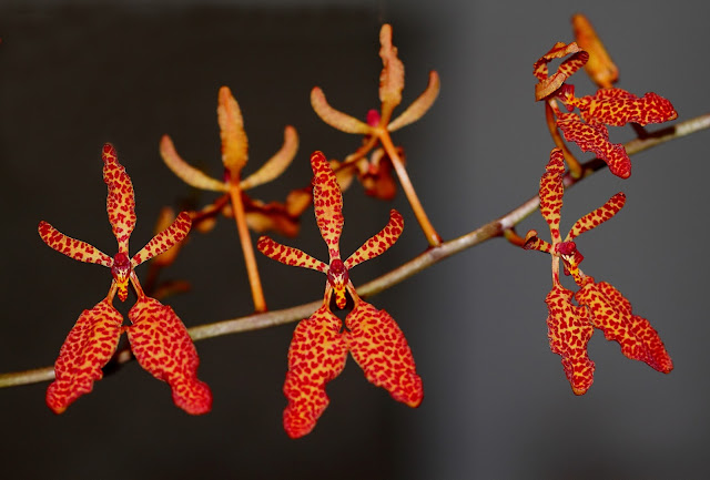 Renanthera monachica