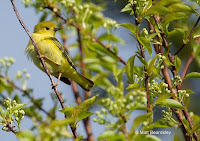 Yellow warbler female in North Rustico, PEI – May 31, 2017 – © Matt Beardsley